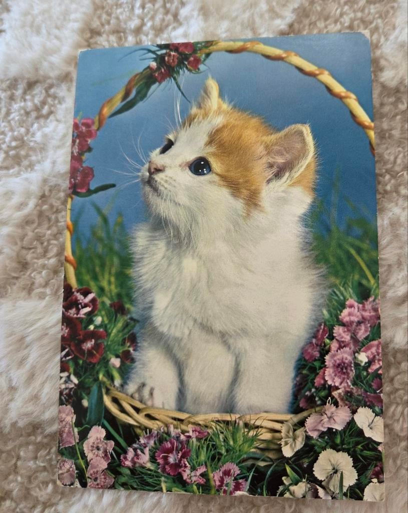 Super schattig pluizig poesje in mandje, Verzenden, Gelopen, Hond of Kat