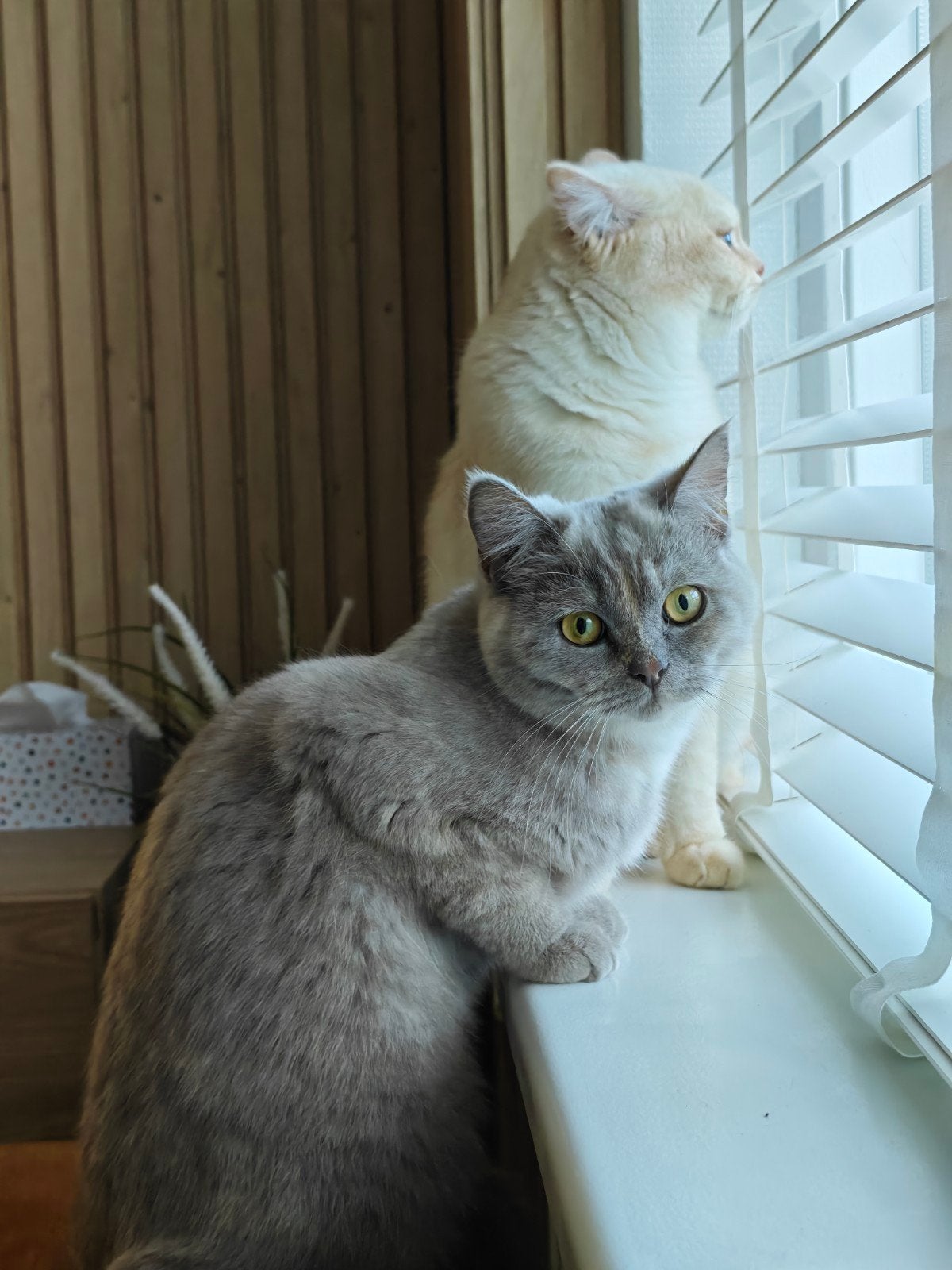 Lieve katten zoeken samen een nieuw thuis 🐾, Meerdere dieren