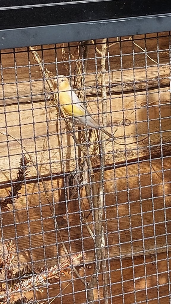 Putters/goudvink/bontebarmsijs/baardman, Meerdere dieren, Wildzangvogel, Geringd
