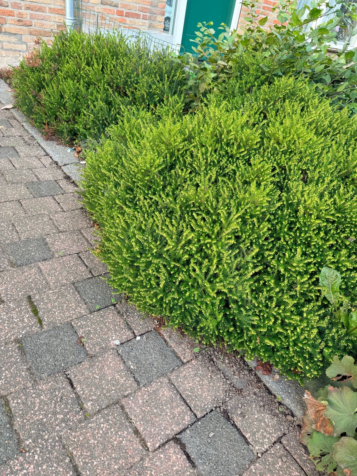 2 x Mooie volle struikheide voor tuin of border, Ophalen, Overige soorten, Struik, Minder dan 100 cm