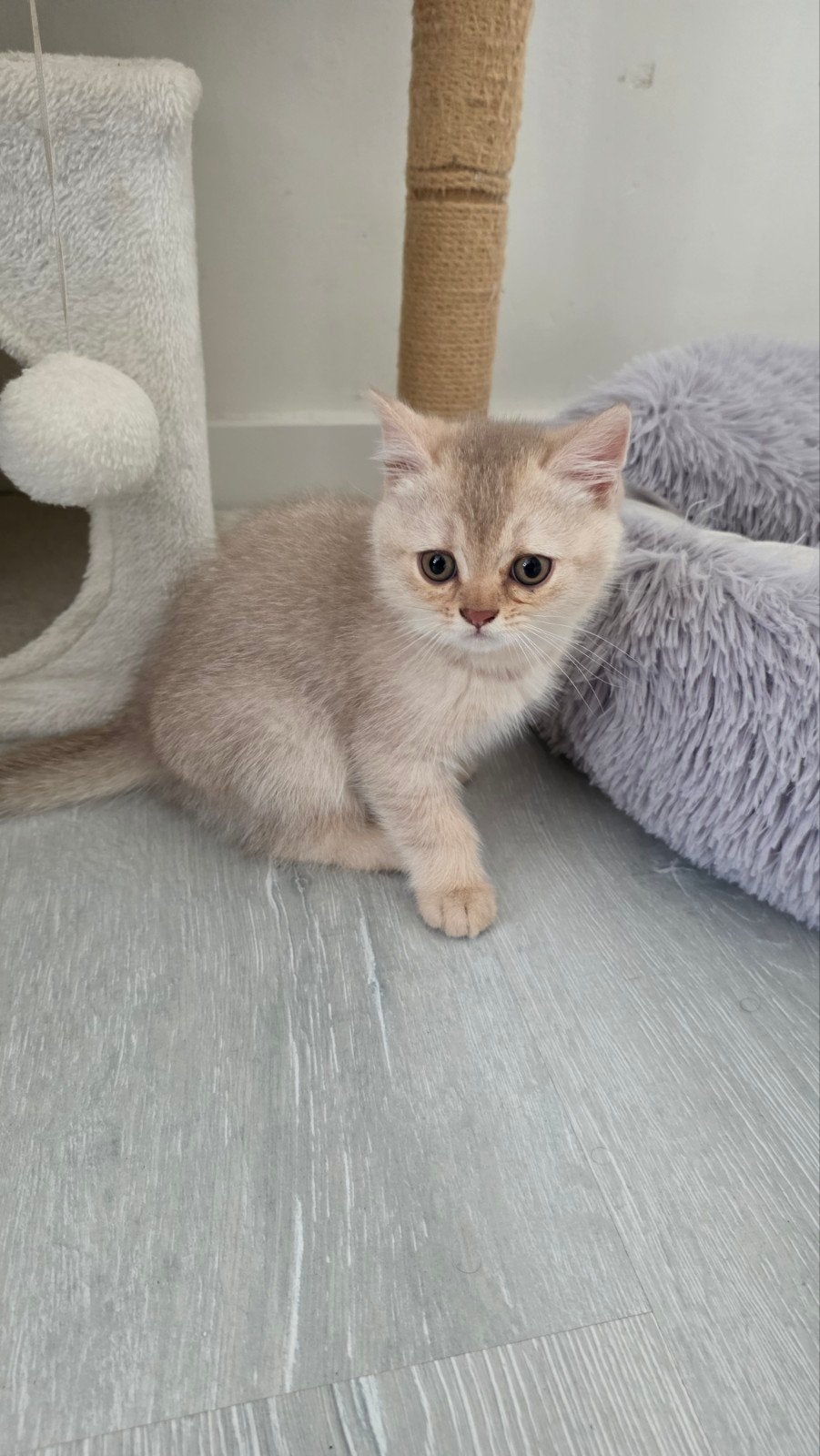 Hele lieve Britse korthaar kitten mag gelijk
mee, Dieren en Toebehoren, Katten en Kittens | Overige Katten, Kater, Kortharig, 0 tot 2 jaar