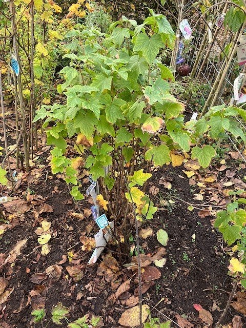 Aalbes, wit of zwarte Ribes nigra, Minder dan 100 cm, Overige soorten, Volle zon, In pot