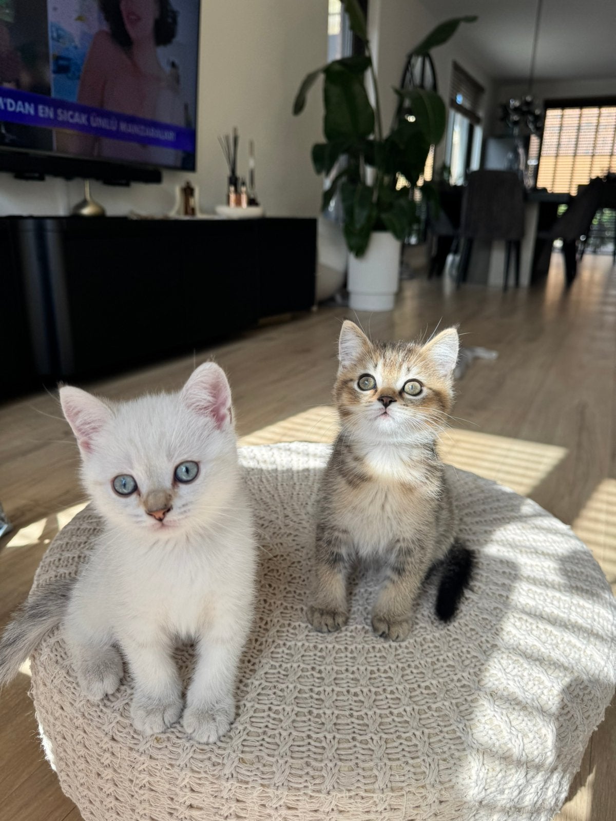 Britse korthaar kater kittens, Dieren en Toebehoren, Kater