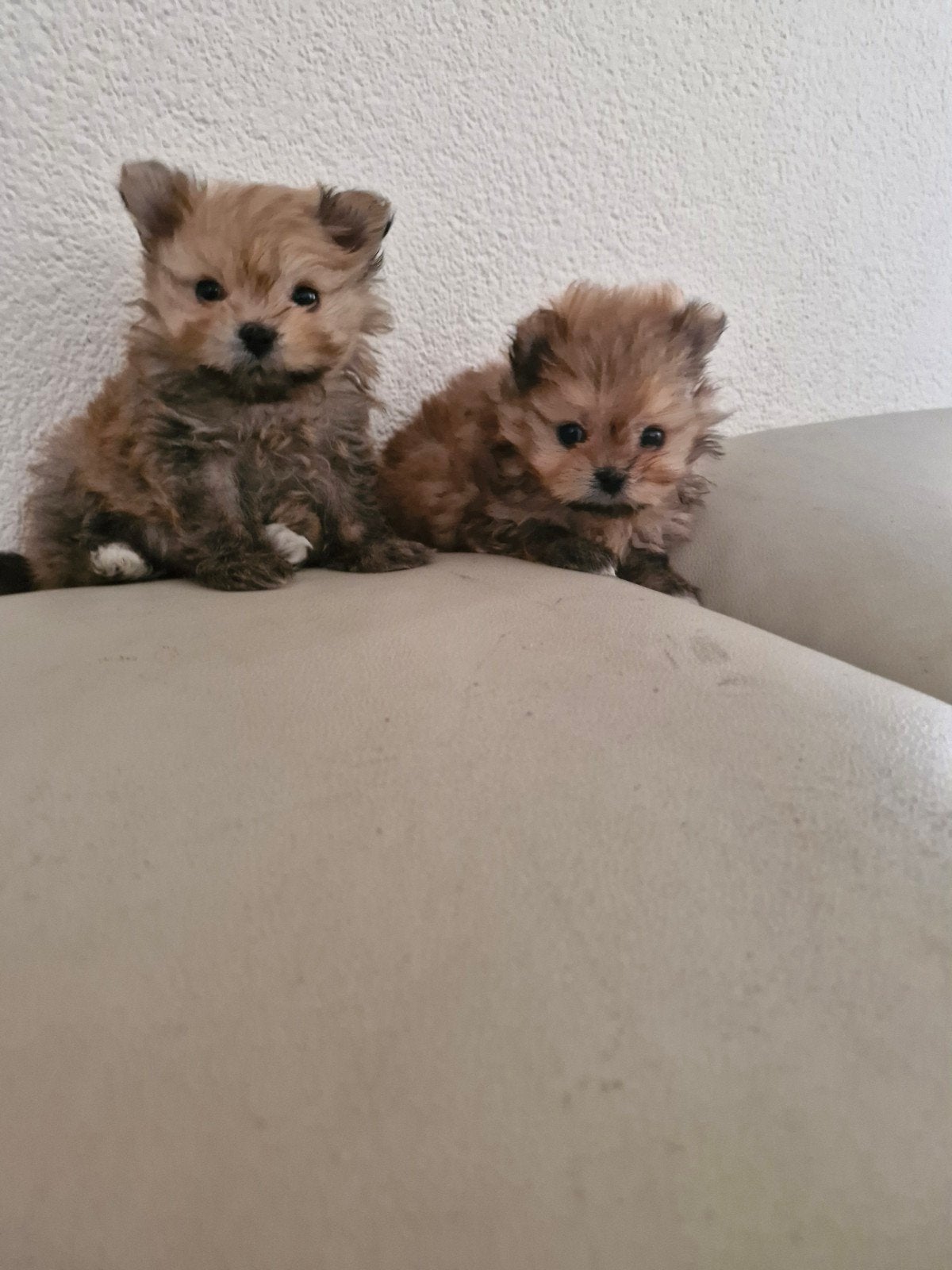 gezelschapshondjes, Dieren en Toebehoren, Overige rassen, Meerdere, Meerdere dieren, Nederland
