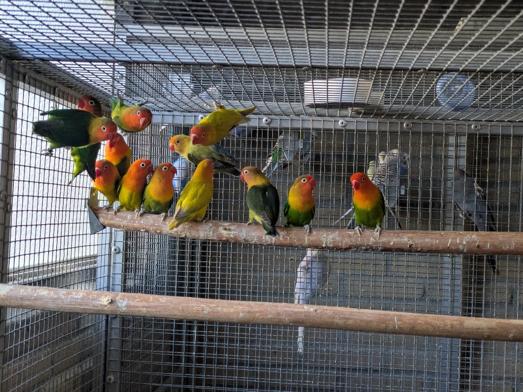 Groep agapornissen fischeries, Dieren en Toebehoren, Geslacht onbekend, Dwergpapegaai of Agapornis, Geringd