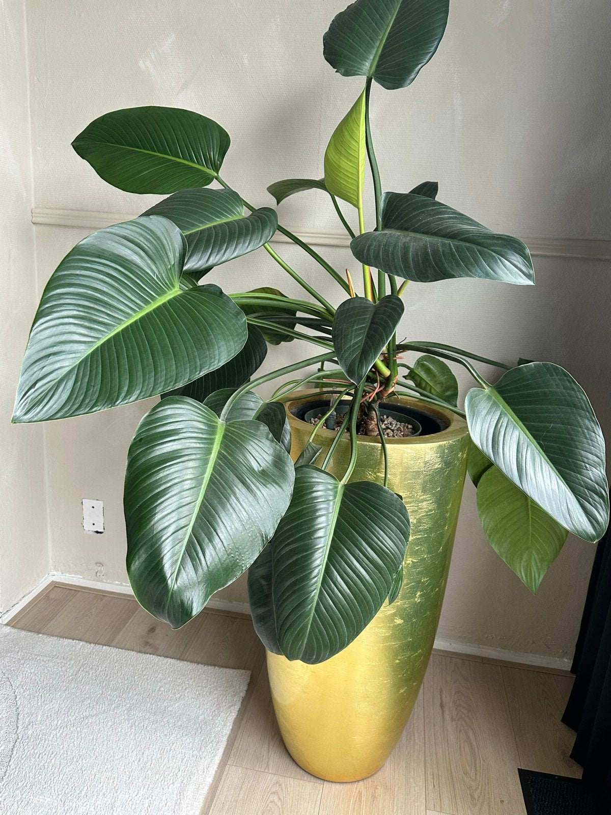 Grote goude design bloempot met plant, Ophalen, Overige materialen, 40 cm of meer, Rond