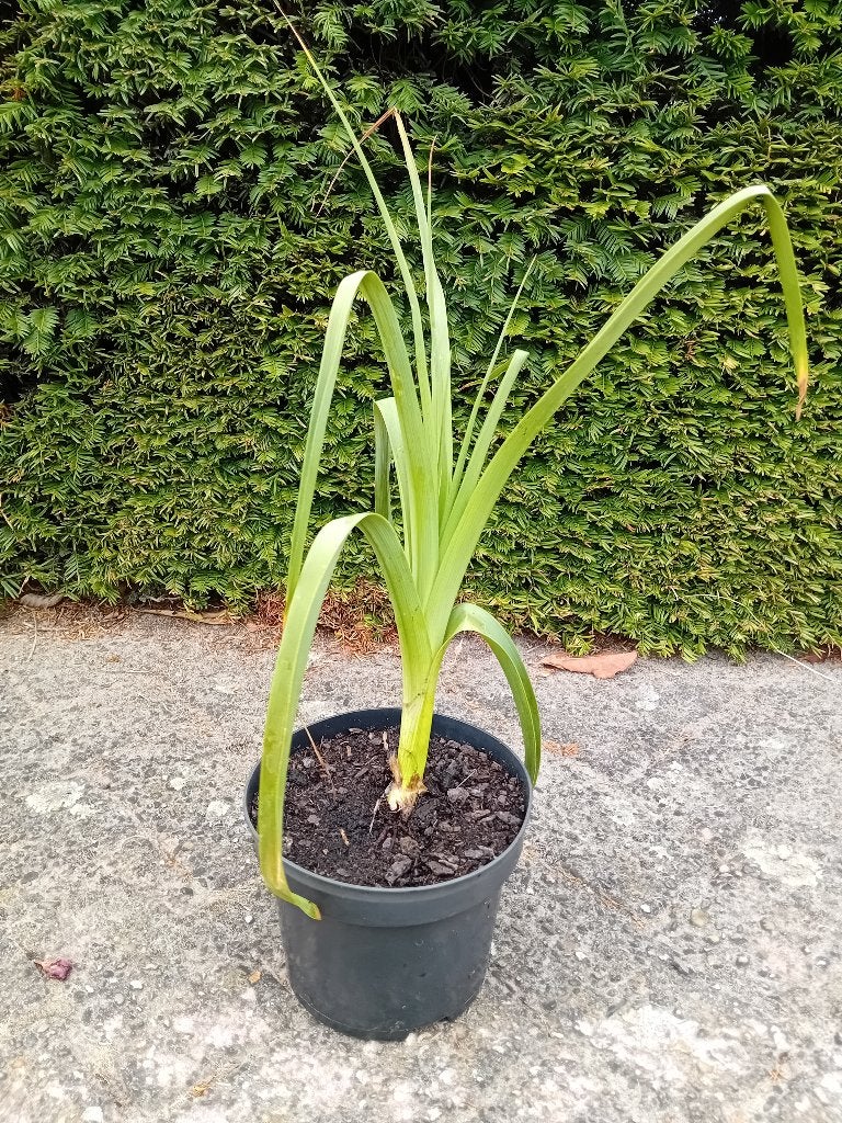 Kniphofia Northiae, Overige soorten, Volle zon, Vaste plant, Ophalen of Verzenden