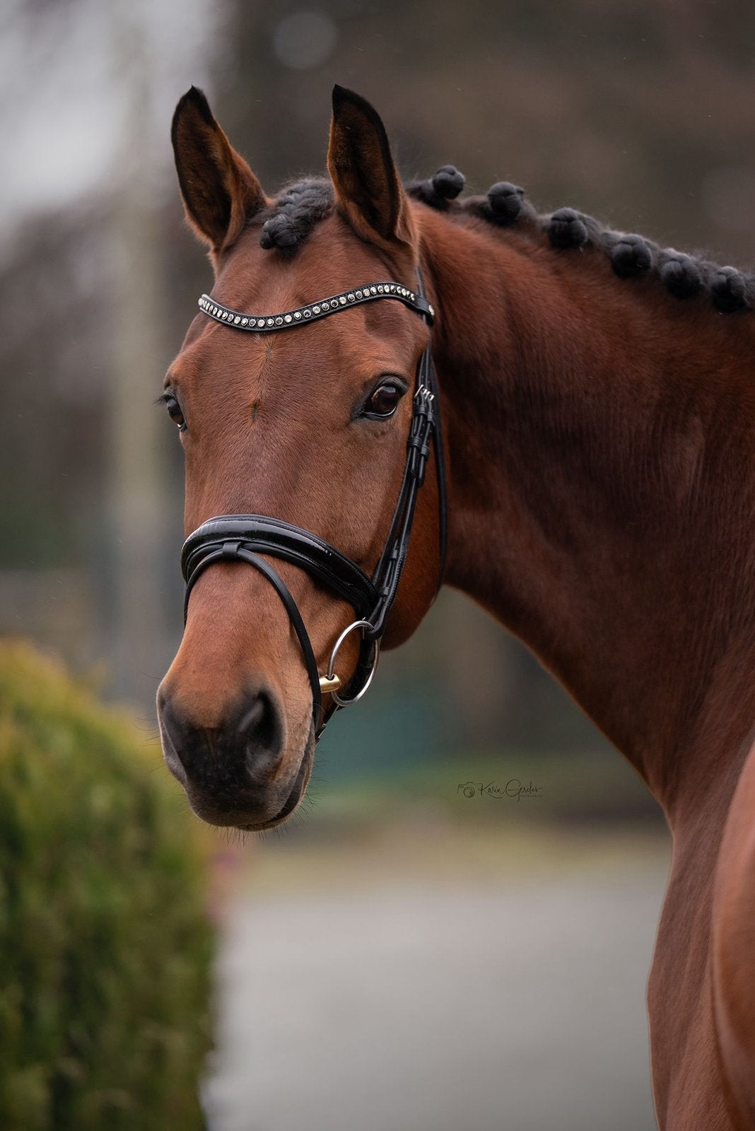 Lief en betrouwbare merrie te koop, Merrie, Met stamboom, M, Dressuurpaard
