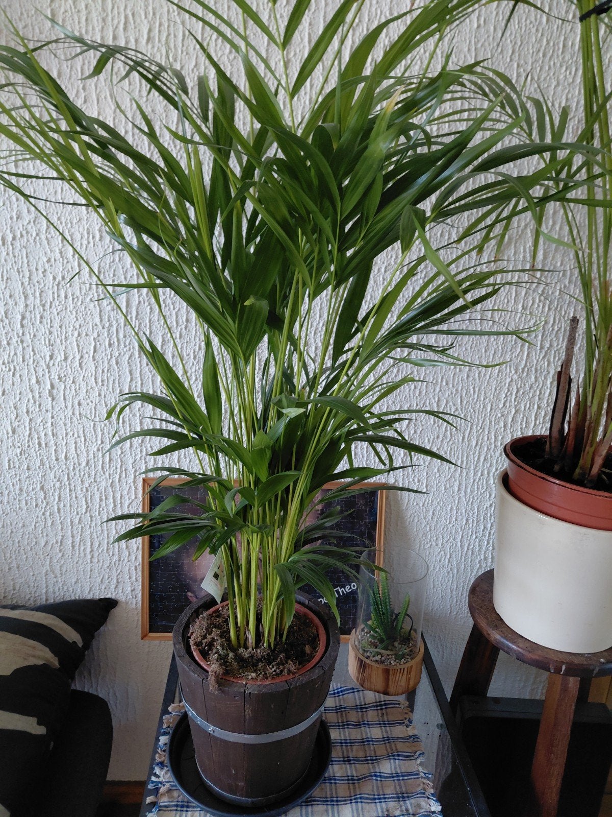 Mooie Areca Palm in houten pot, Ophalen, Palm, Halfschaduw, In pot