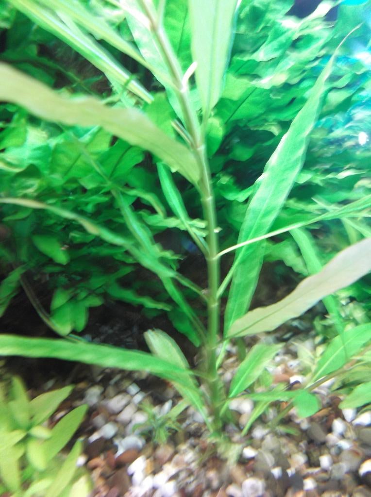 aquarium planten, Dieren en Toebehoren, Vissen | Aquaria en Toebehoren, Ophalen, Plant(en), Steen of Hout