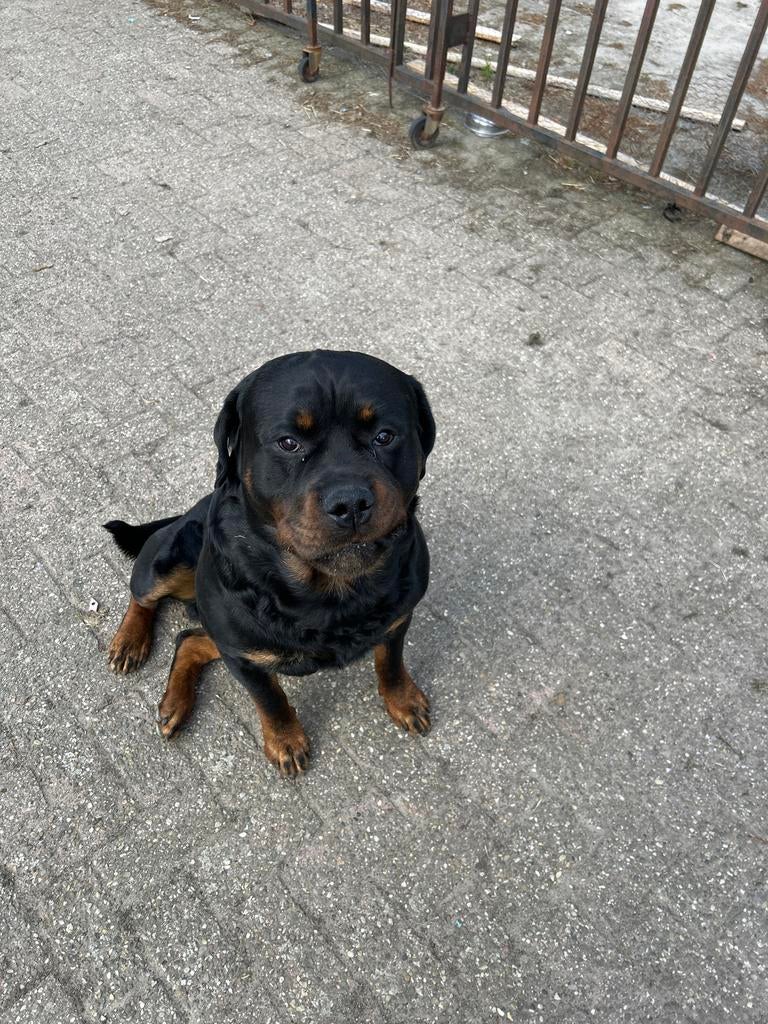 Rotweillers pups nu 6 weken oud, 8 tot 15 weken, Parvo, Meerdere, Meerdere dieren