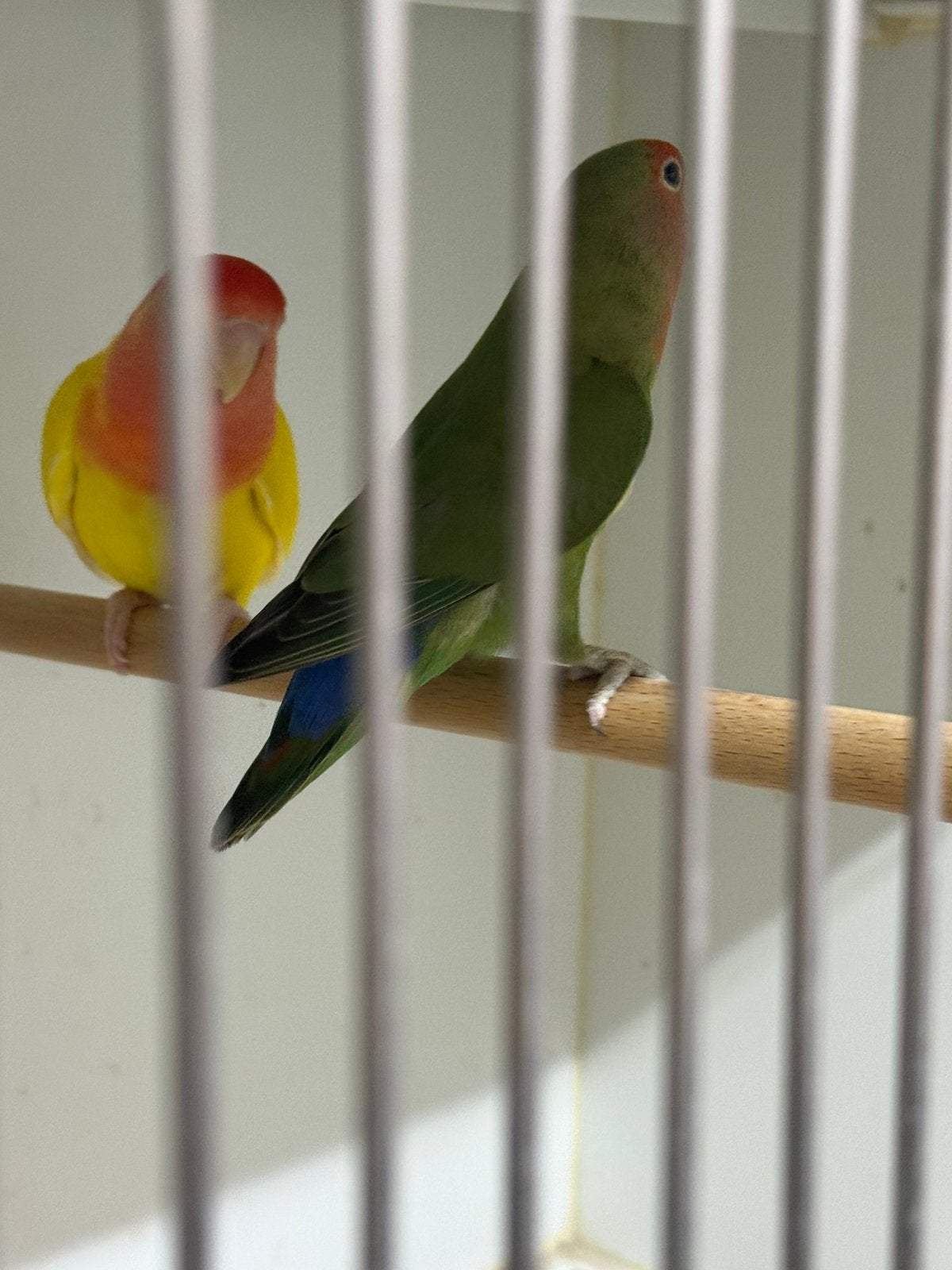 Agapornissen, Dieren en Toebehoren, Vogels | Overige Vogels, Meerdere dieren