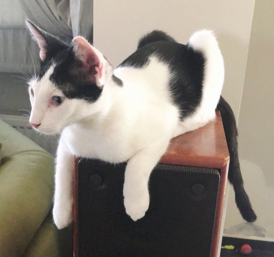 3 zeer leuke kittens, geholpen/chip/ingeent/ontwormd/getest, Meerdere dieren, Kortharig, 0 tot 2 jaar