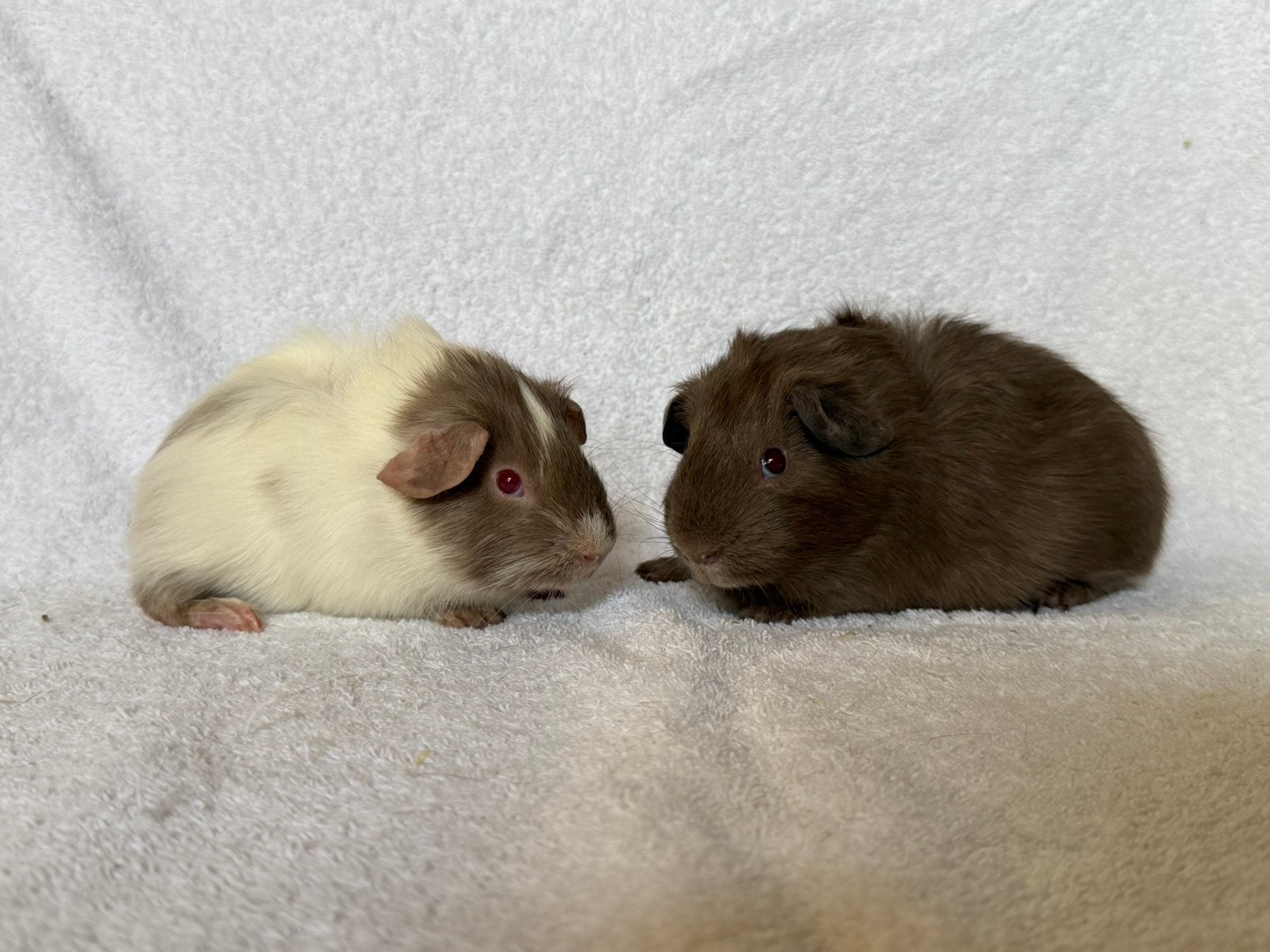 Twee lieve en mooie cavia broertjes, Juni, Mannelijk, Cavia