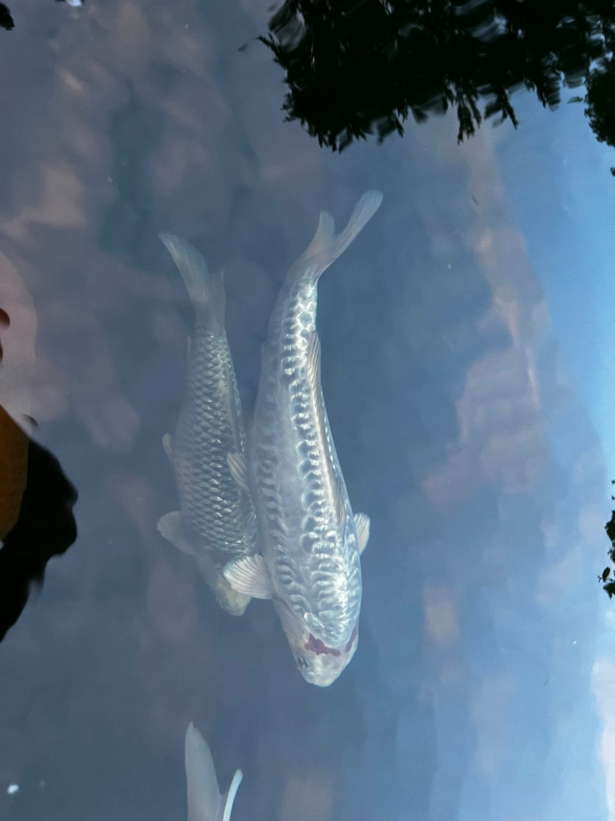 Koi kogane ochiba, Karper of Koi