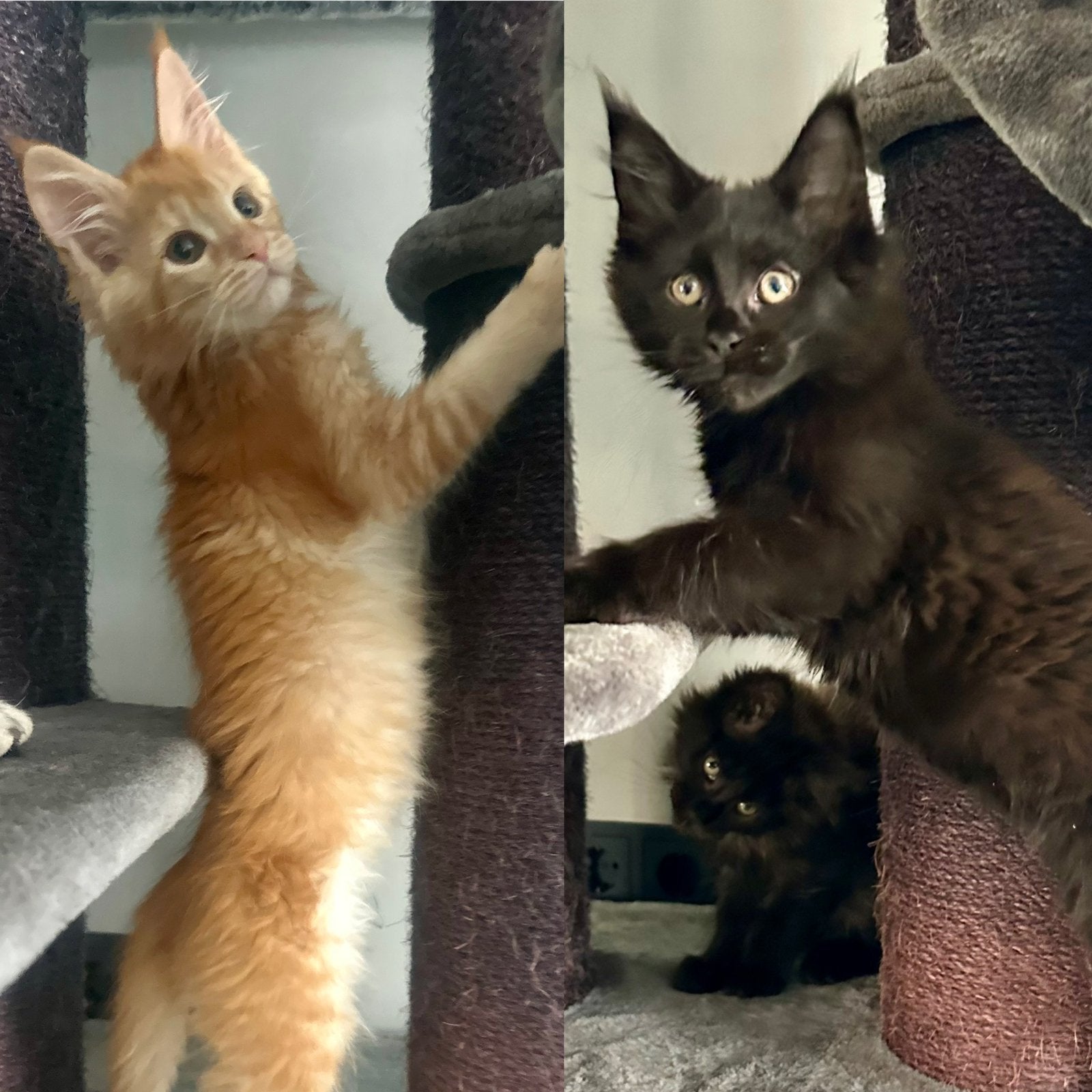 Maine Coon kittens, Meerdere dieren, Met stamboom, 0 tot 2 jaar