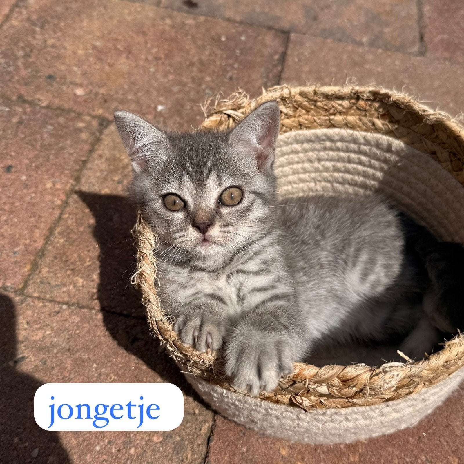 3 Britse korthaar kittens, Dieren en Toebehoren, Katten en Kittens | Overige Katten, Meerdere dieren