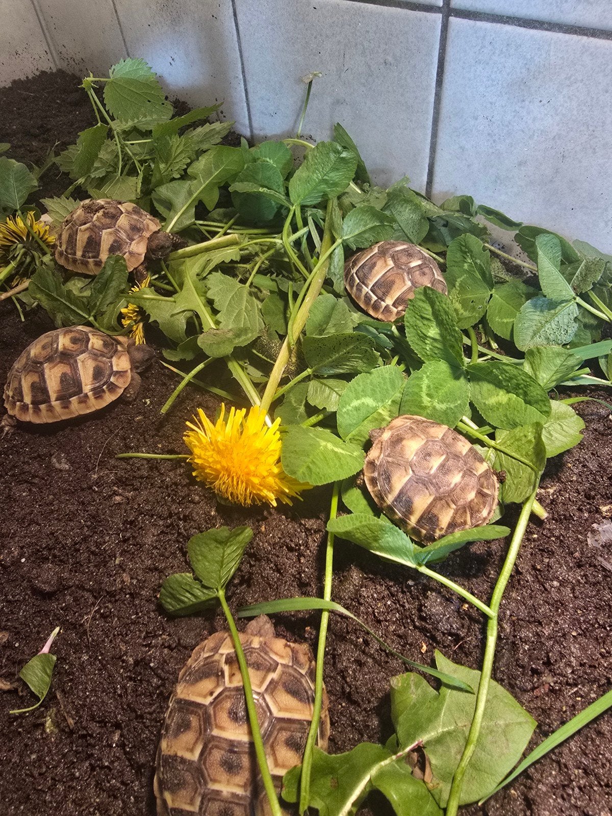 Nakweek Griekse landschildpadden Tortoise photo 4