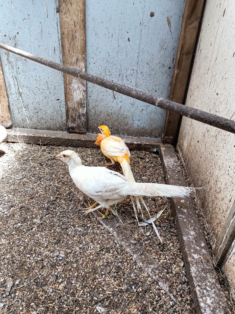 peach  goudfazanten, Dieren en Toebehoren, Meerdere dieren, Overige soorten