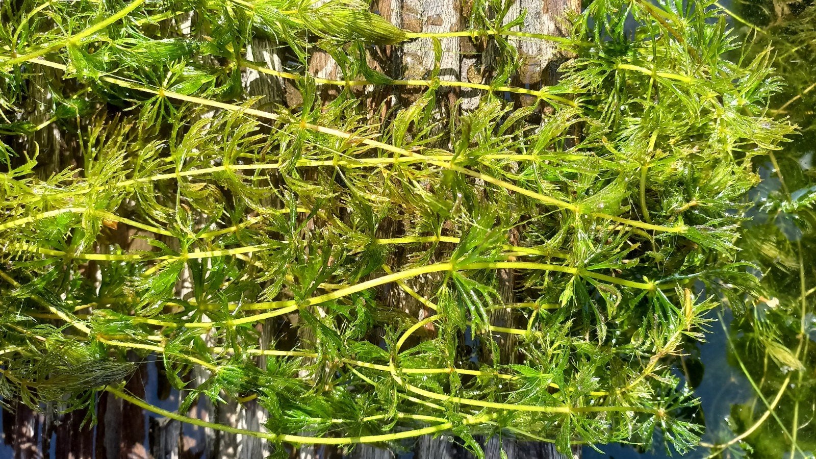 Grof hoornblad (per 25 stengels) te koop!, Tuin en Terras, Vijvers, Ophalen, Nieuw