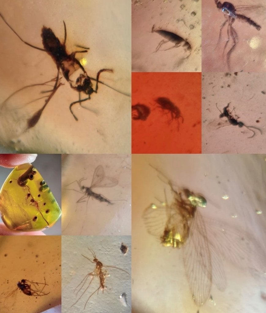 Barnsteen met insectjes, Ophalen of Verzenden, Fossiel