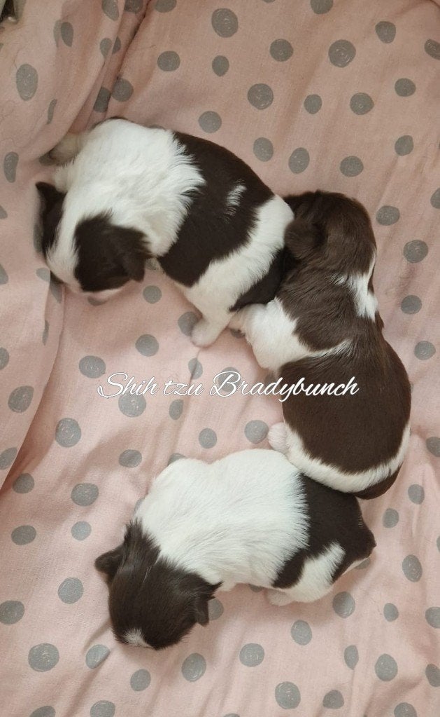 Nog 2 raszuivere Shih tzu teefjes met stamboom, Parvo, Overige rassen, 8 tot 15 weken, Meerdere