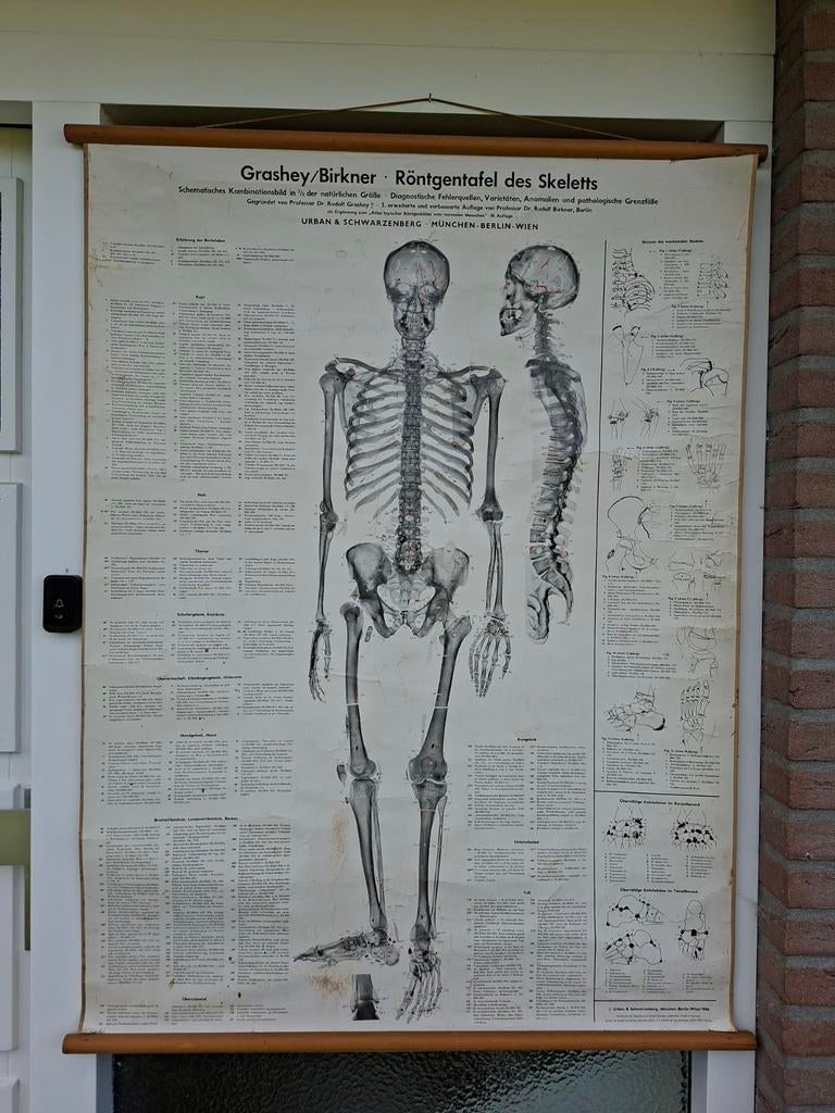 Vintage Anatomische Skelet Wandkaart - Grashey/Birkner, Ophalen, Natuur en Biologie