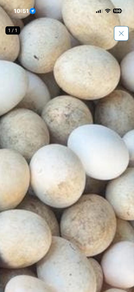 Ganzen eieren te koop €1,50, Meerdere dieren, Gans of Zwaan
