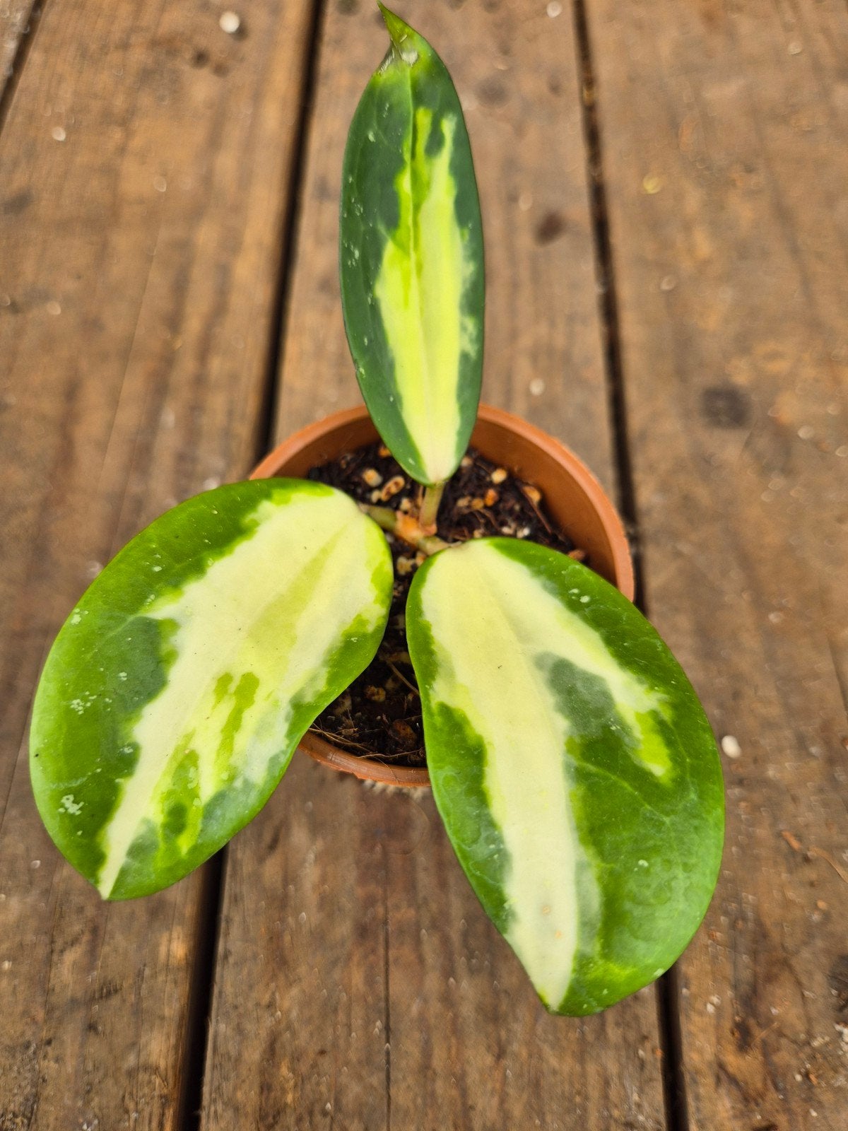 Hoya Verticillata Inner Variegated p6 (3), Ophalen of Verzenden, Halfschaduw, Minder dan 100 cm