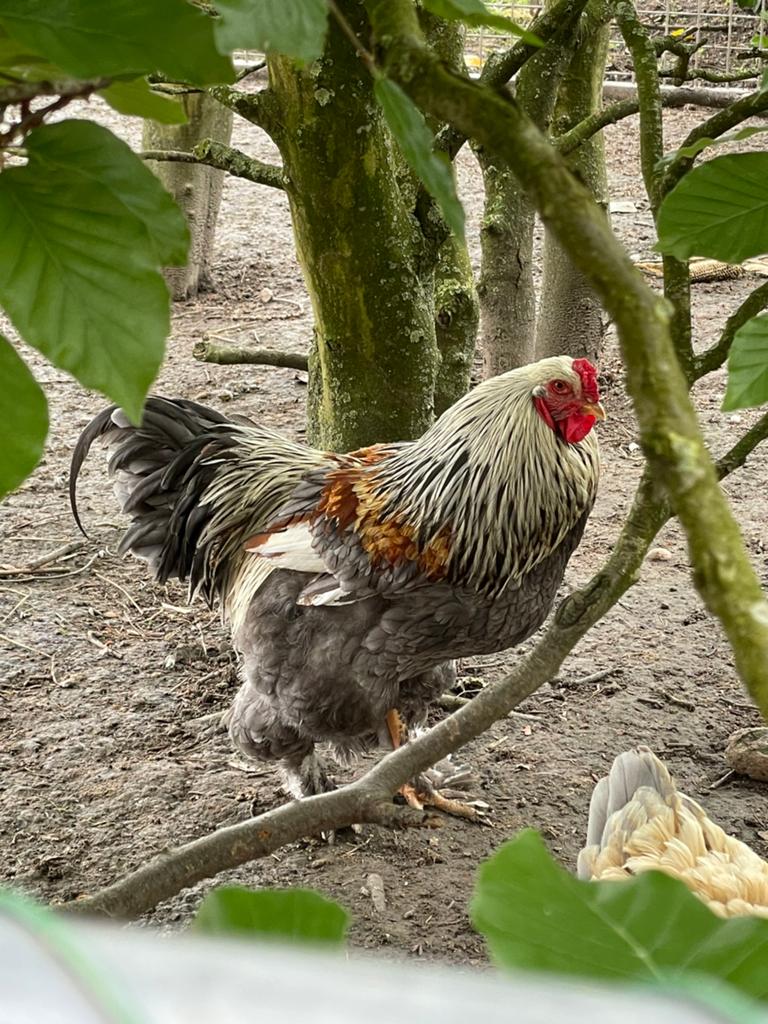 Prachtige Brahma haan, Dieren en Toebehoren, Pluimvee, Mannelijk, Kip