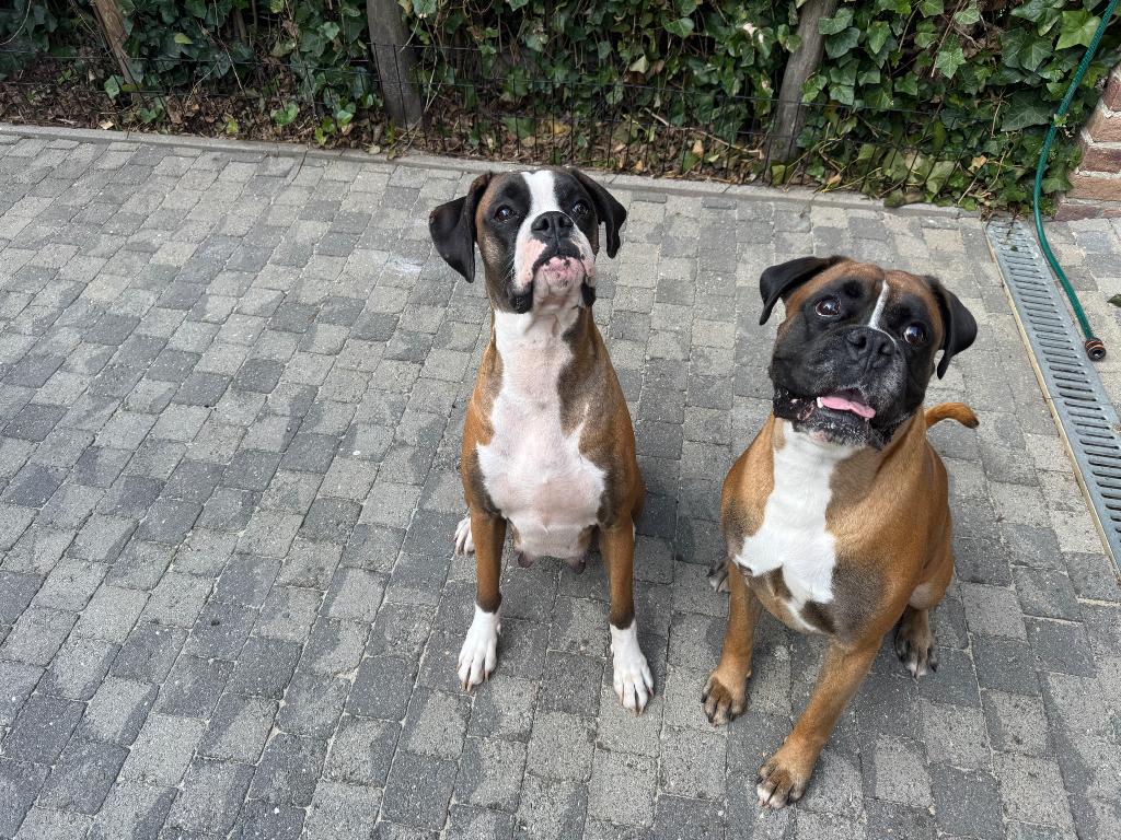 Boxer pups puppy, België, Particulier, 15 weken tot 1 jaar, Overige rassen