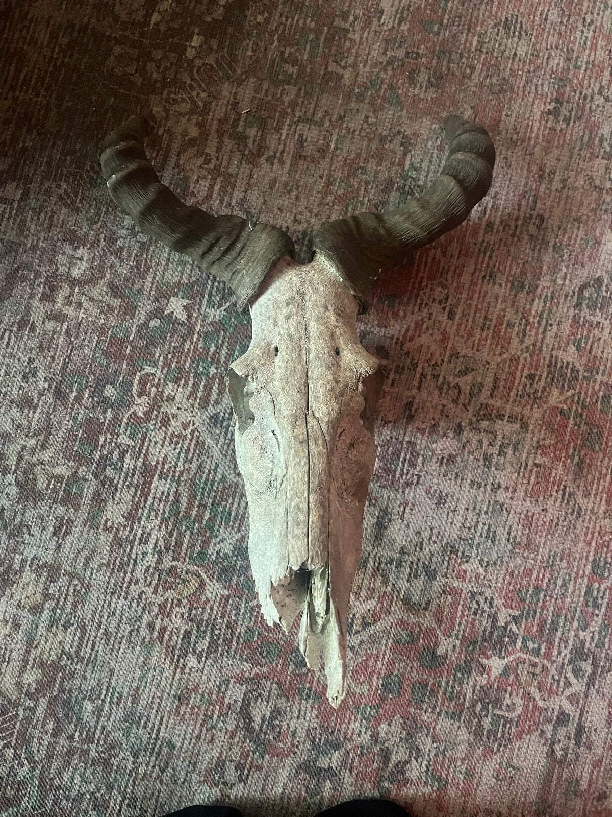 Grote schedel met hoorns - Decoratief object, Ophalen of Verzenden