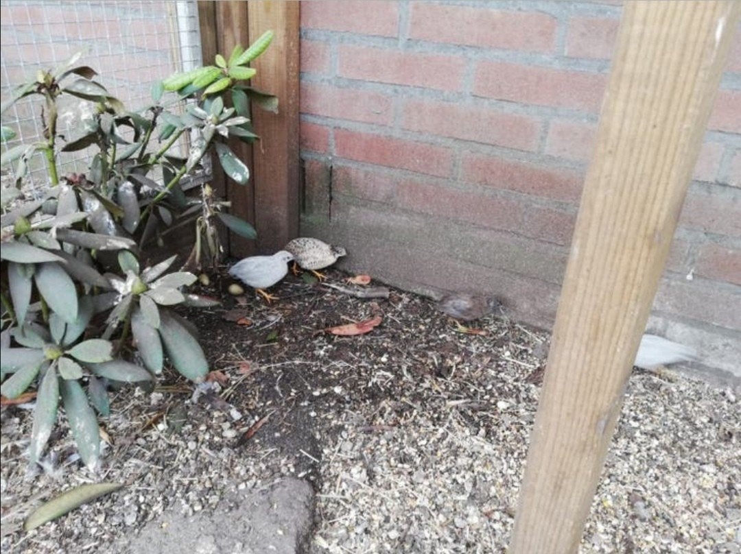 Chinese dwergkwartels, Meerdere dieren
