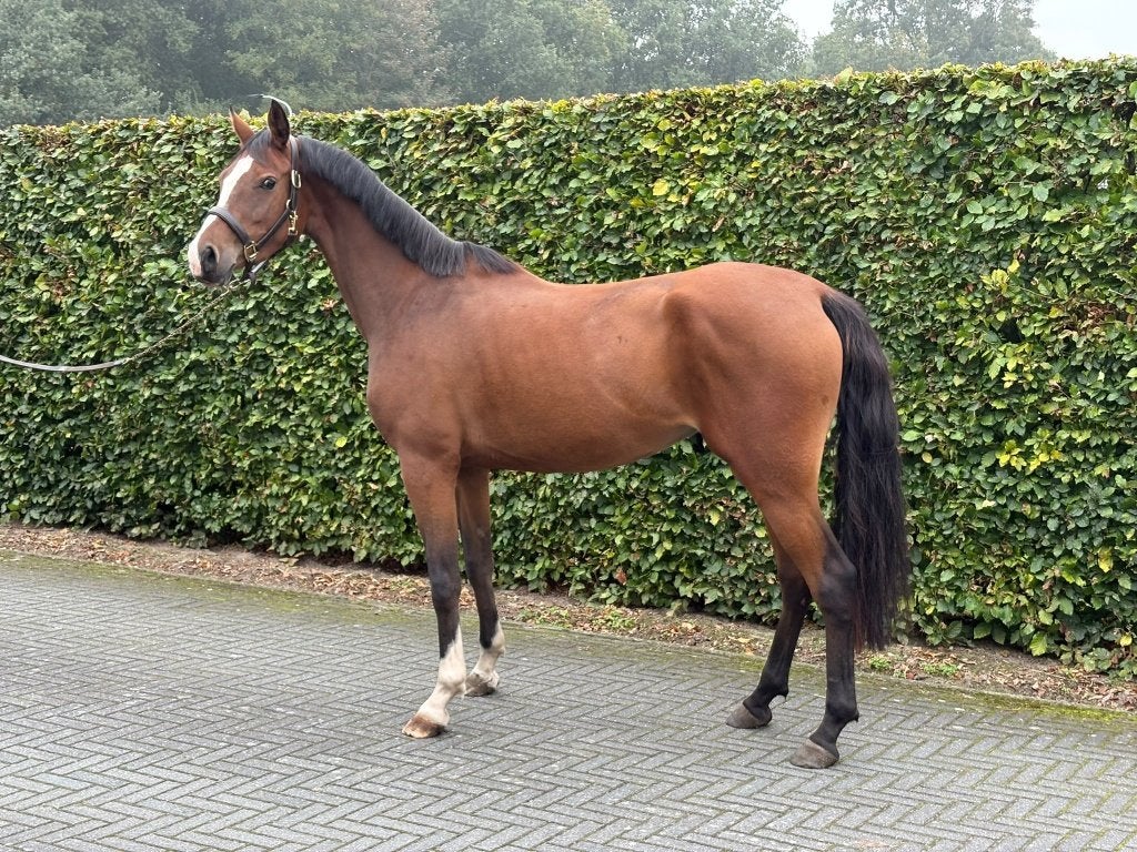 Te koop aangeboden: 3,5 jarige E-pony, Dieren en Toebehoren, Met stamboom, Dressuurpony, 3 tot 6 jaar, Onbeleerd