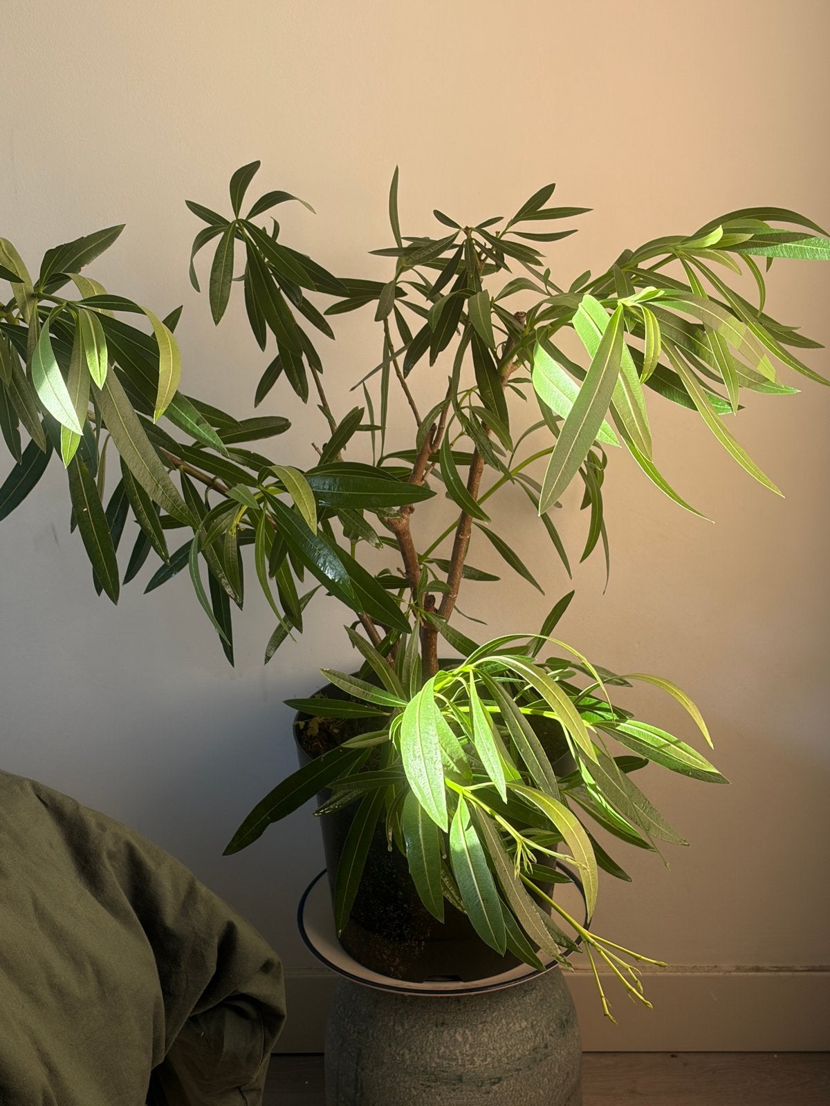 Oleander plant, 80cm hoog (zonder pot), Tuin en Terras, Volle zon, Vaste plant, Zomer, Ophalen