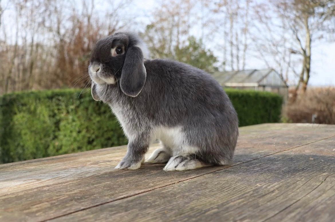 Minilopjes beschikbaar, Dieren en Toebehoren, Konijnen, Meerdere dieren, Klein, Hangoor, 0 tot 2 jaar