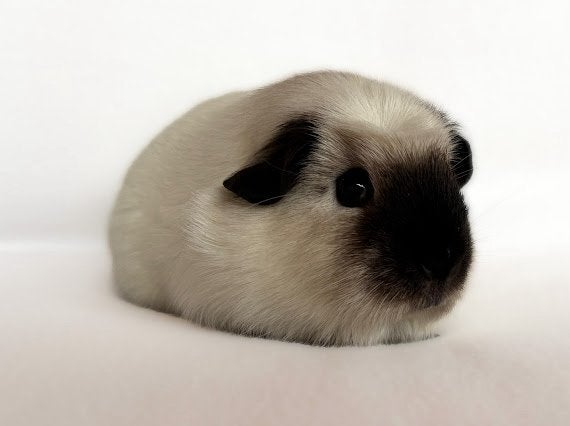 Prachtige engelsgekruinde witte California zeug, Cavia, Juni, Vrouwelijk, Tam