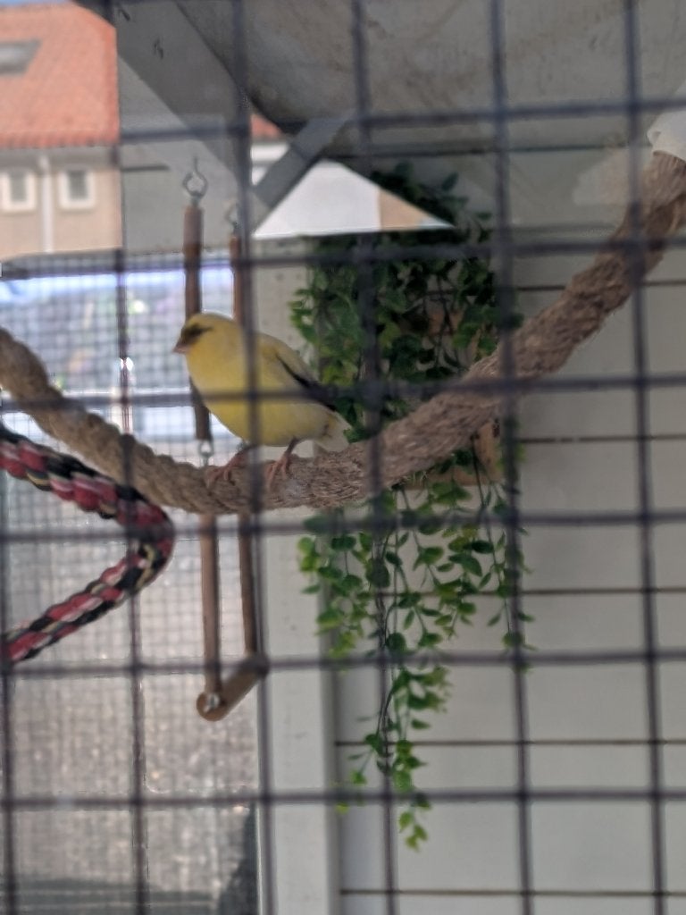 mooie koppel kanarie, Meerdere dieren, Zangkanarie
