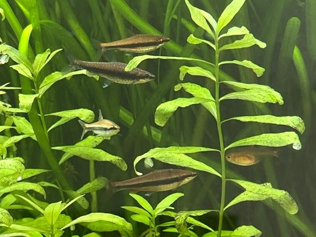 Nannostomus Beckfordi Red, Vis, Zoetwatervis, Schoolvis