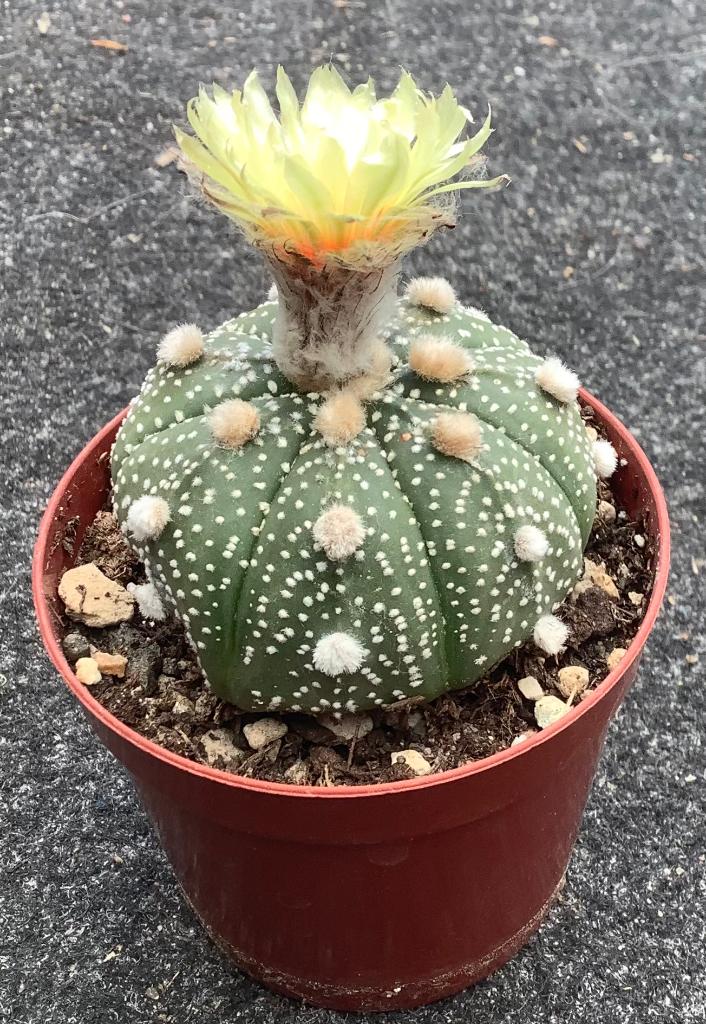 Cactus, Astrophytum, Ophalen of Verzenden, Cactus, Volle zon, Minder dan 100 cm