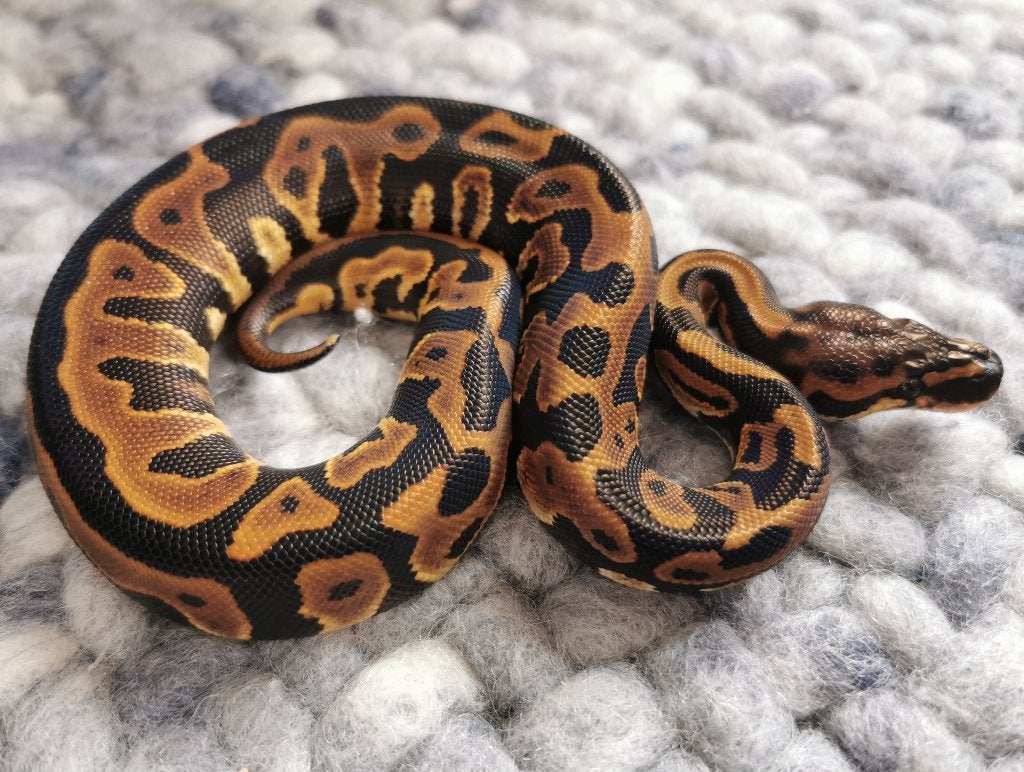 1.0 Leopard (het Clown) Koningspython Ball Python photo 2