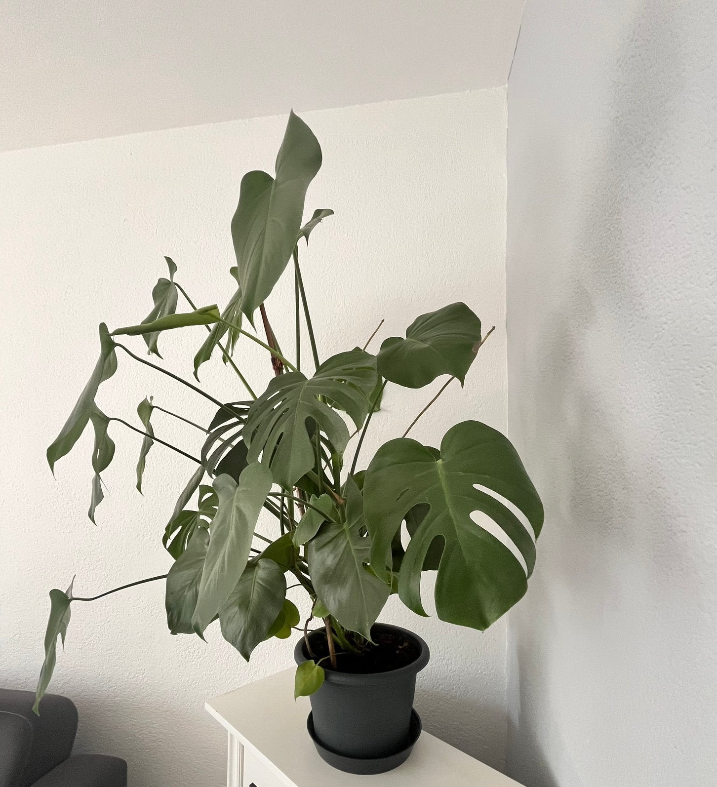 Mooie, volle Monstera Deliciosa (Gatenplant)Gezond en groot, Ophalen, Halfschaduw, 100 tot 150 cm