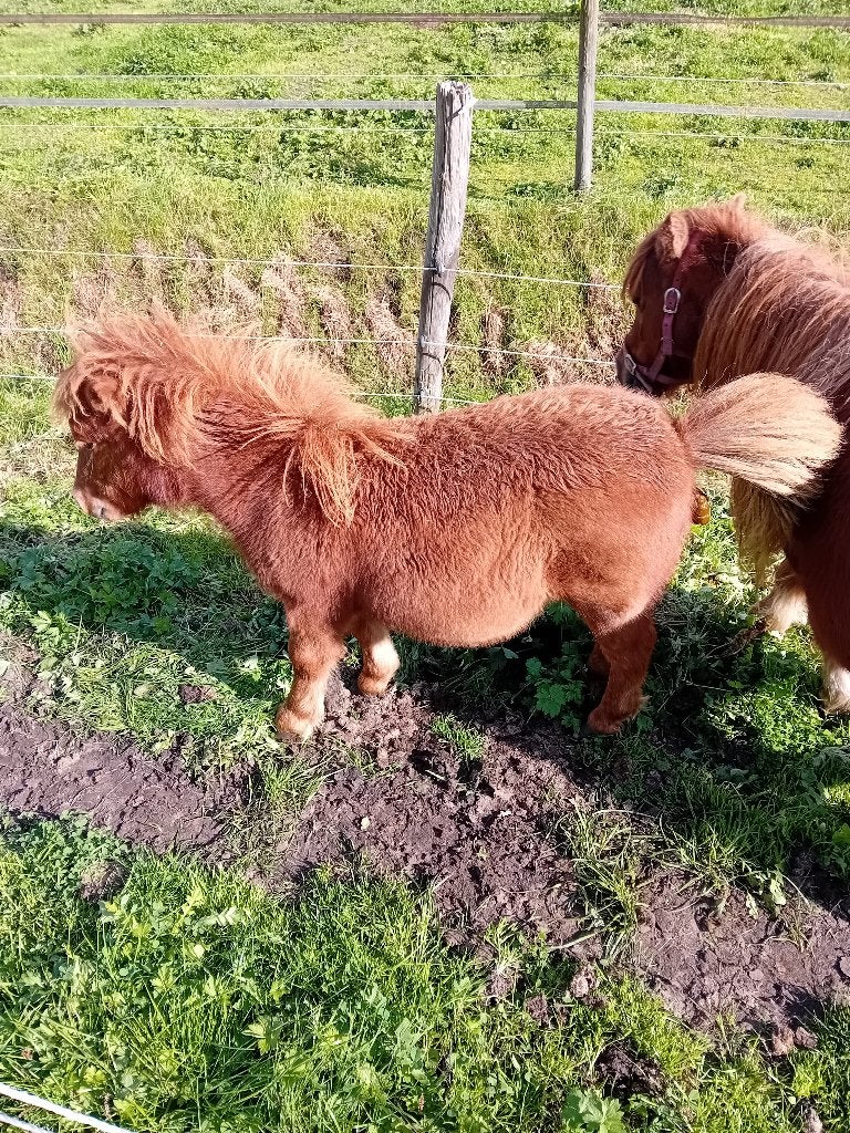 Merrie veulen, Dieren en Toebehoren, Merrie
