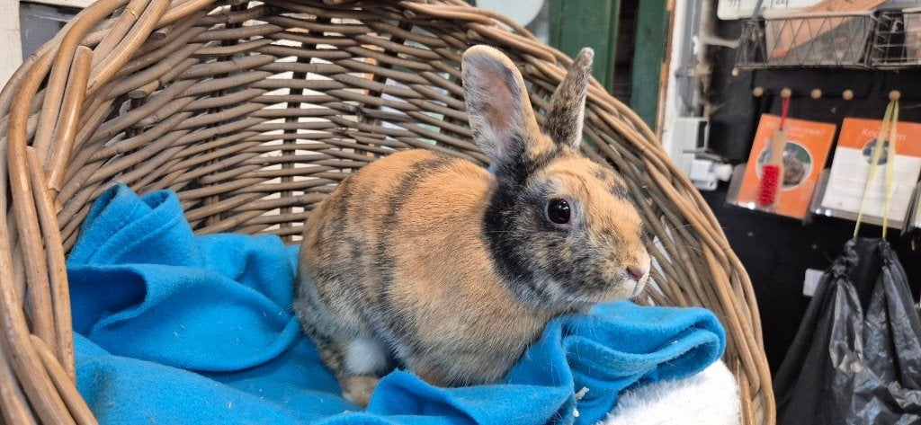 gecastreerde ram FREDDY uit de opvang zoekt een tehuis!, Mannelijk, Dwerg
