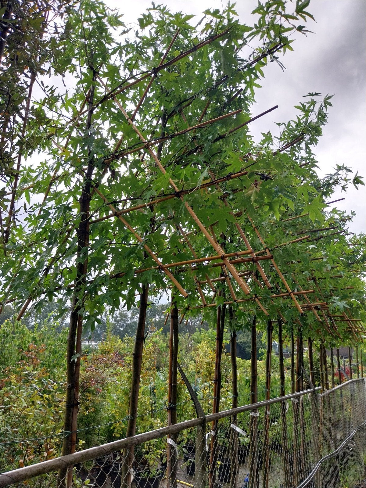 Leiboom Liquidambar Worplesdon - Prachtige Amberboom, Tuin en Terras, Planten | Bomen, Ophalen, In pot, Volle zon, Leiboom