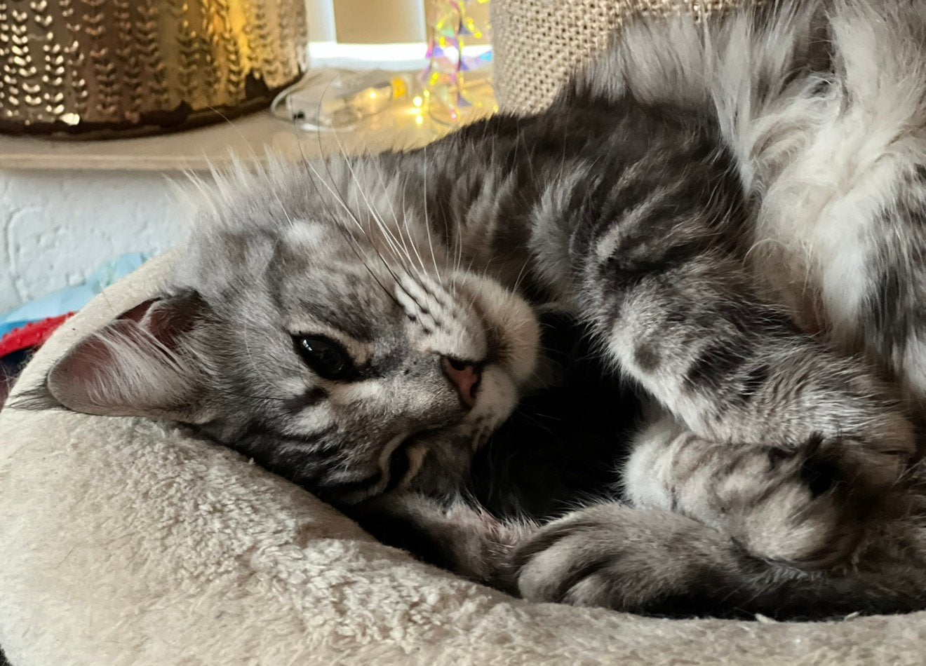 Maine coon russische lijnen blue silver wit meisje xxl, Poes, Gechipt, 0 tot 2 jaar