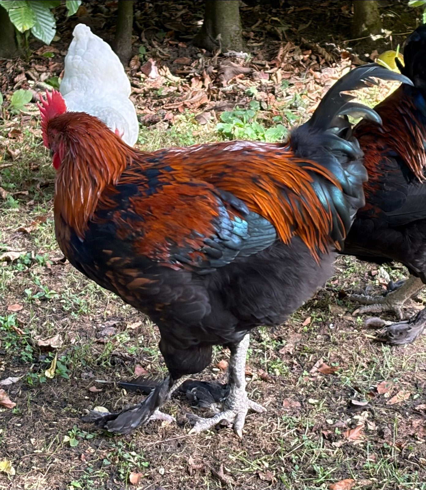 Prachtige Marans haan met koperen kraag te koop, Dieren en Toebehoren, Mannelijk, Kip
