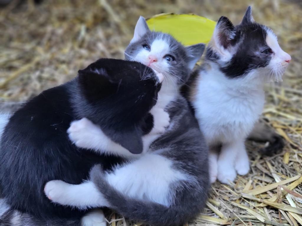 Prachtige boerderijkittens te koop, Meerdere dieren