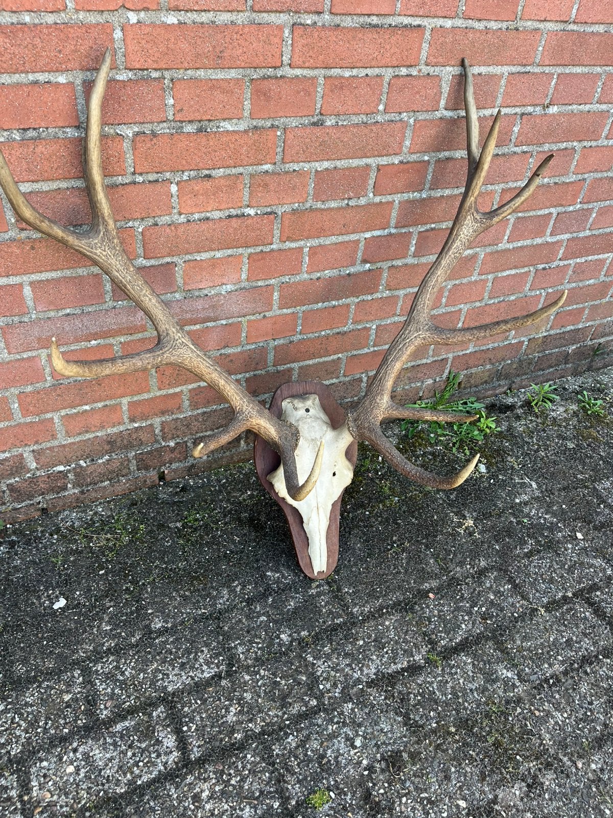 Edelhert gewei, Verzamelen, Dierenverzamelingen, Ophalen of Verzenden, Gebruikt, Hert, Gewei of Kop