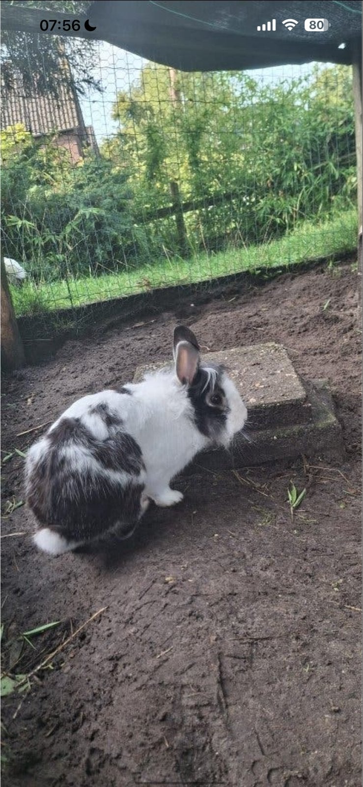 Vermist konijntje!, Dieren en Toebehoren